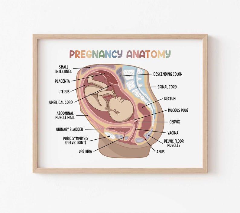 Pregnancy Anatomy Poster for Kids (digital Download), Medical Biology ...