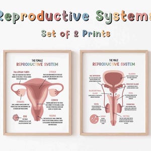 May include: Set of two framed prints titled "Reproductive Systems." The prints feature detailed anatomical diagrams of the female and male reproductive systems, with labeled parts and text. The title is in colorful, playful lettering.
