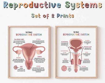 Juego de 2 pósteres del sistema reproductivo (descarga digital). Imprimibles para hombres y mujeres. Ideal para futuros médicos. Ilustración biológica.
