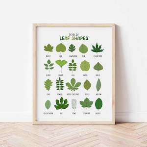 May include: A framed print showcasing various green leaf illustrations, each depicting a different leaf shape. The title "TYPES OF LEAF SHAPES" is at the top. Leaves are labelled with names such as Maple, Elm, and Willow. The frame is a light wood colour.