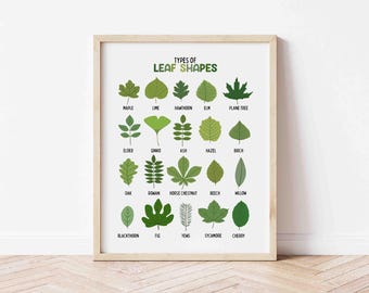Types of Leaves (Digital Download) Classroom Botany Print, Leaf Identification Wall Chart, Leaf Shapes Printable