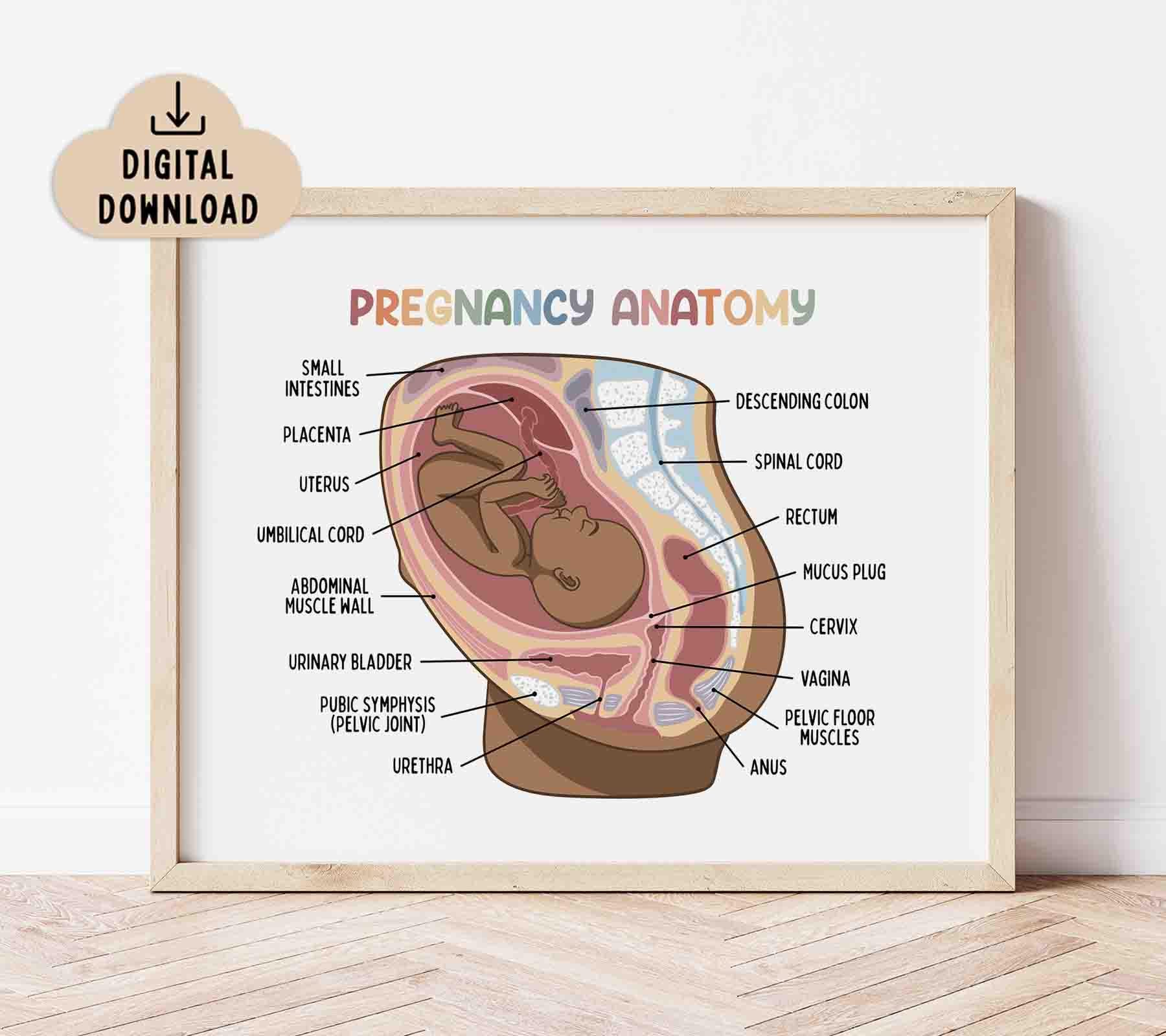 Pregnancy Anatomy Poster for Kids (digital Download), Medical Biology ...