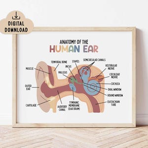 Anatomie van het menselijk oor poster afdrukbare (digitale download) educatieve muurkunst | Thuisschooldecoratie