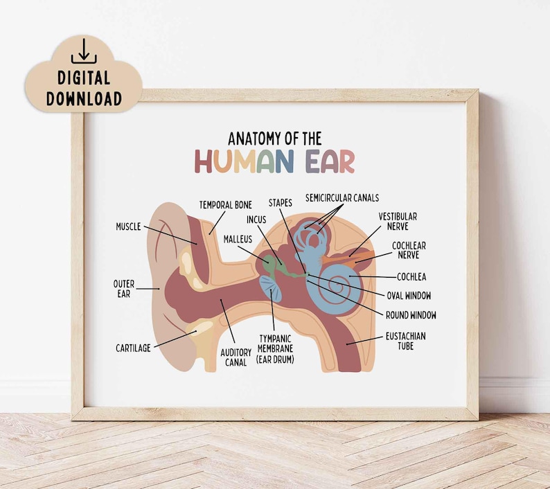 Anatomy of the Human Ear Poster Printable (digital Download ...