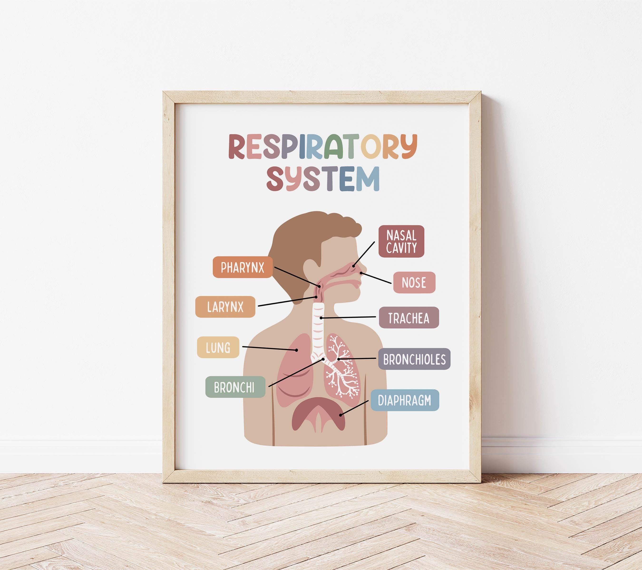 Respiratory system poster for classroom - Etsy België, image size:2700x2400
