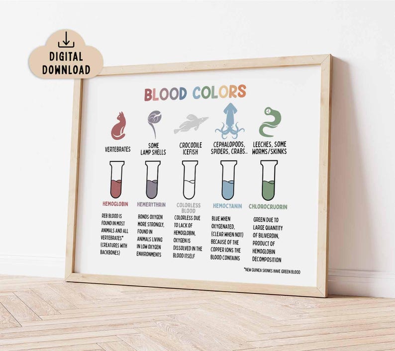 Blood Colors Poster (digital Download) Medical Print for Kids, Blood ...