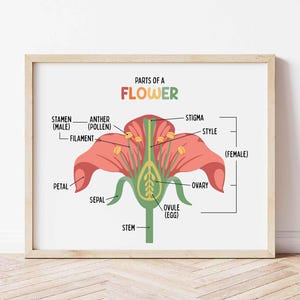 Op de afbeelding: Een ingelijste educatieve print met de onderdelen van een bloem. De afbeelding toont een gestileerde bloem met gelabelde componenten zoals bloemblaadjes, meeldraden en eierstok. De tekst "ONDERDELEN VAN EEN BLOEM" staat bovenaan.