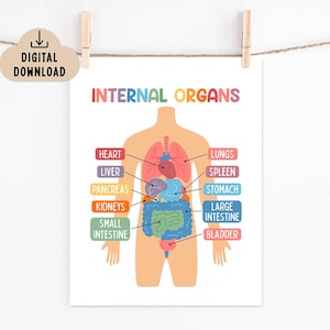 Può includere: Un poster educativo colorato che illustra gli organi interni umani. Il poster presenta una figura umana stilizzata con organi etichettati, tra cui cuore, polmoni, fegato e intestini. Il testo "INTERNAL ORGANS" è in alto, con un'icona "DOWNLOAD DIGITALE".