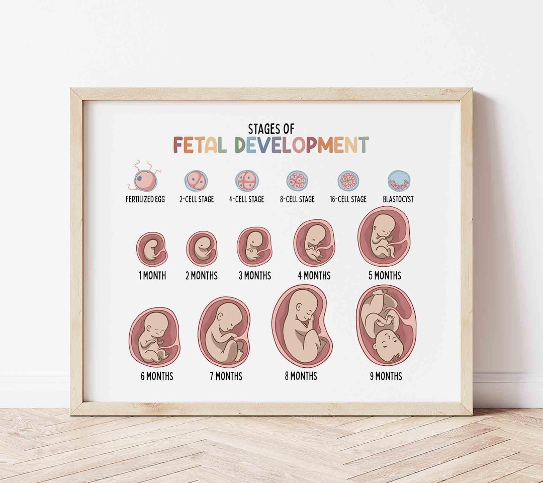 Stages of Fetal Development, Classroom Decor, Medical Print for Kids ...