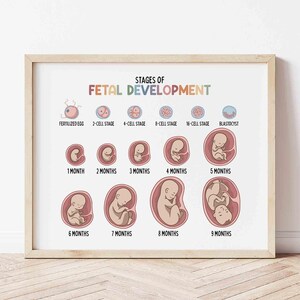 Op de afbeelding: Een ingelijste print met de titel "STAGES OF FETAL DEVELOPMENT". De print toont de ontwikkeling van een foetus van bevruchte eicel tot 9 maanden. Elke fase is gelabeld met tekst, inclusief maanden en celstadia.