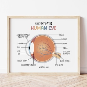 Póster de anatomía del ojo humano para niños, aula, impresión médica, arte mural educativo, educación en casa, futuro médico imprimible, arte ocular