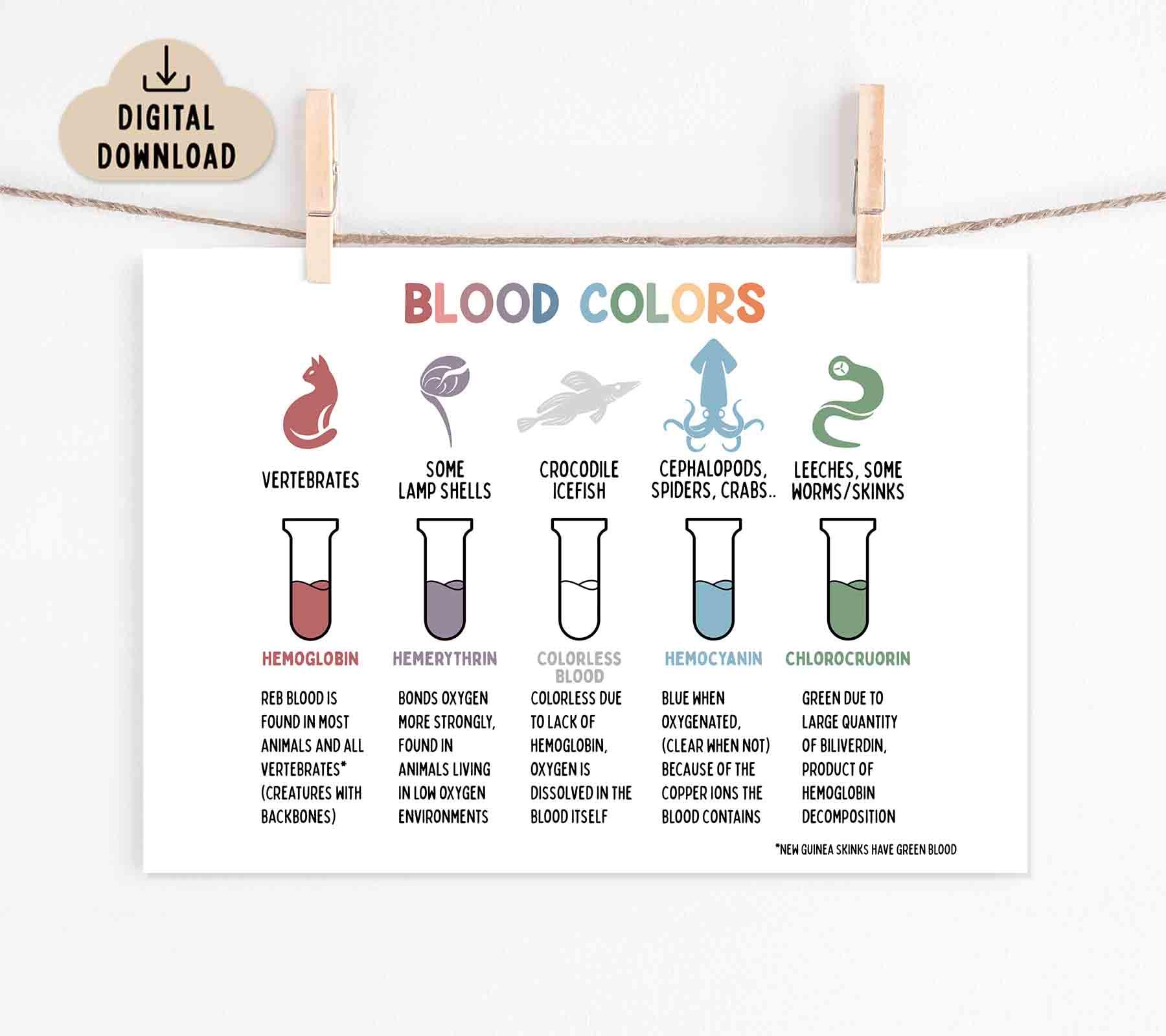 Blood Colors Poster (digital Download) Medical Print for Kids, Blood ...