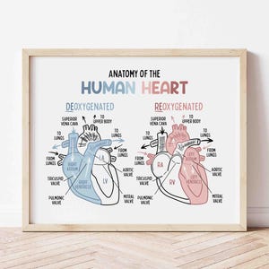 Anatomy of the Human Heart Poster for Kids | Classroom | Medical Print | Educational Wall Art | Homeschool | Future Doctor | Heart Diagram