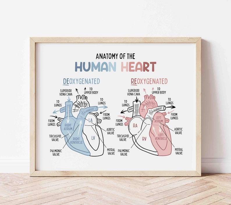 Anatomy of the Human Heart Poster for Kids | Classroom | Medical Print | Educational Wall Art | Homeschool | Future Doctor | Heart Diagram image 1