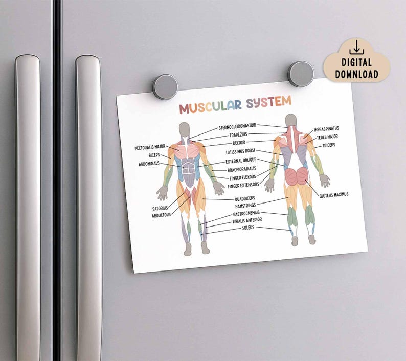 Muscular System Educational Poster (digital Download) Classroom Decor ...