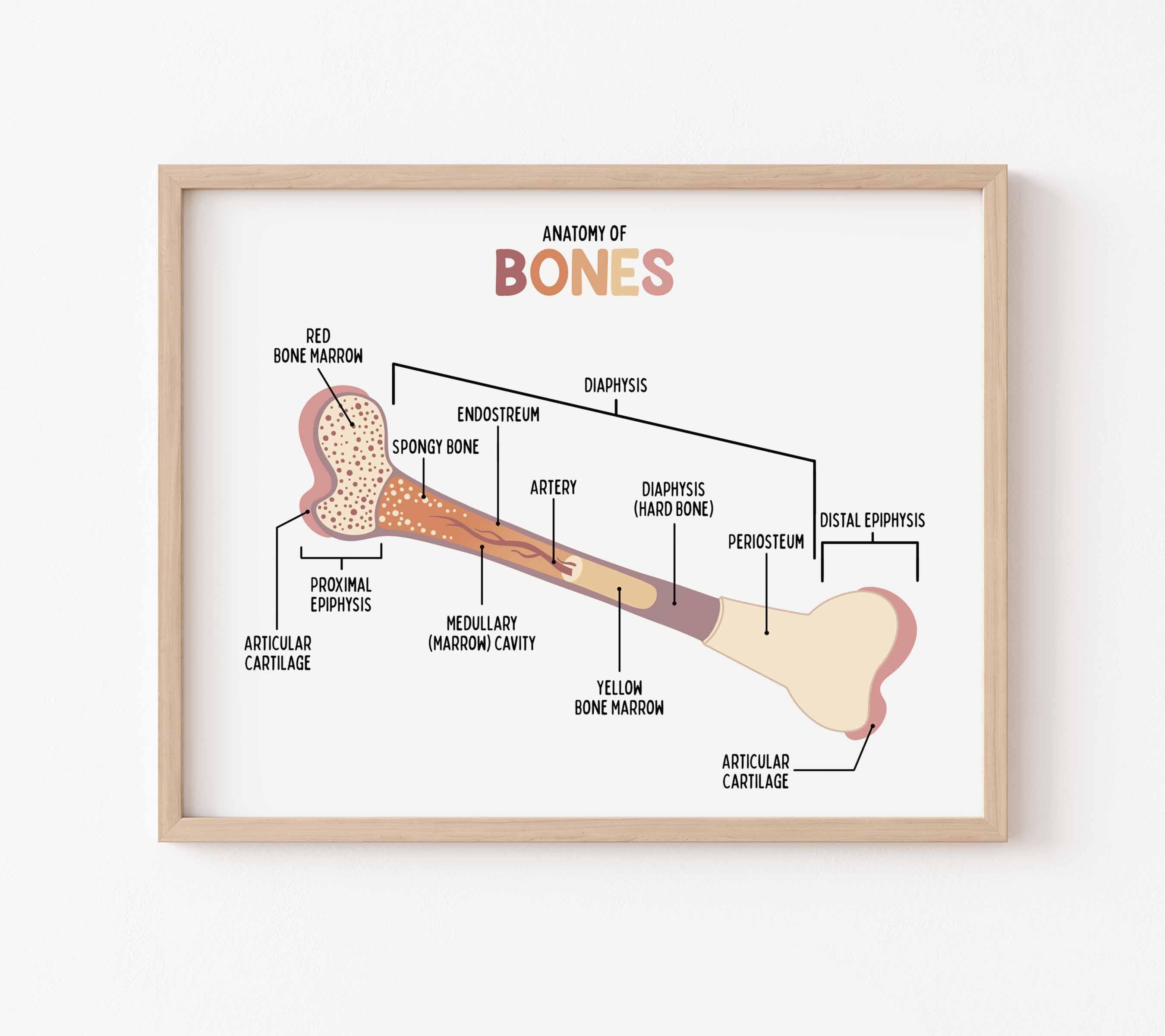 Anatomy of the Bone Poster for Kids | Classroom | Medical Print ...
