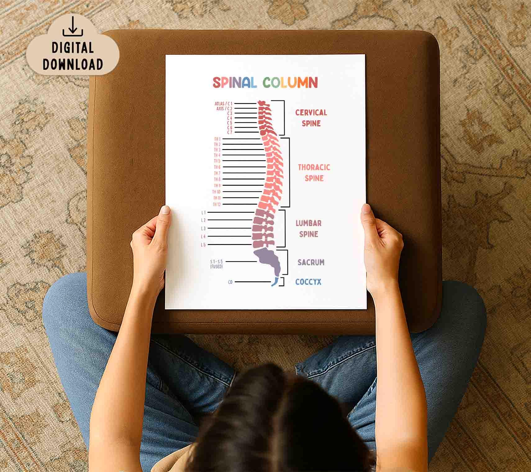Spinal Drawing Color Spinal Column Educational Printable Poster, BRIGHT Colors (digital ...
