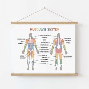 Set de 15 pósteres educativos imprimibles sobre el cuerpo humano (descarga digital). Decoración para la educación en casa: futuro médico. imagen 9