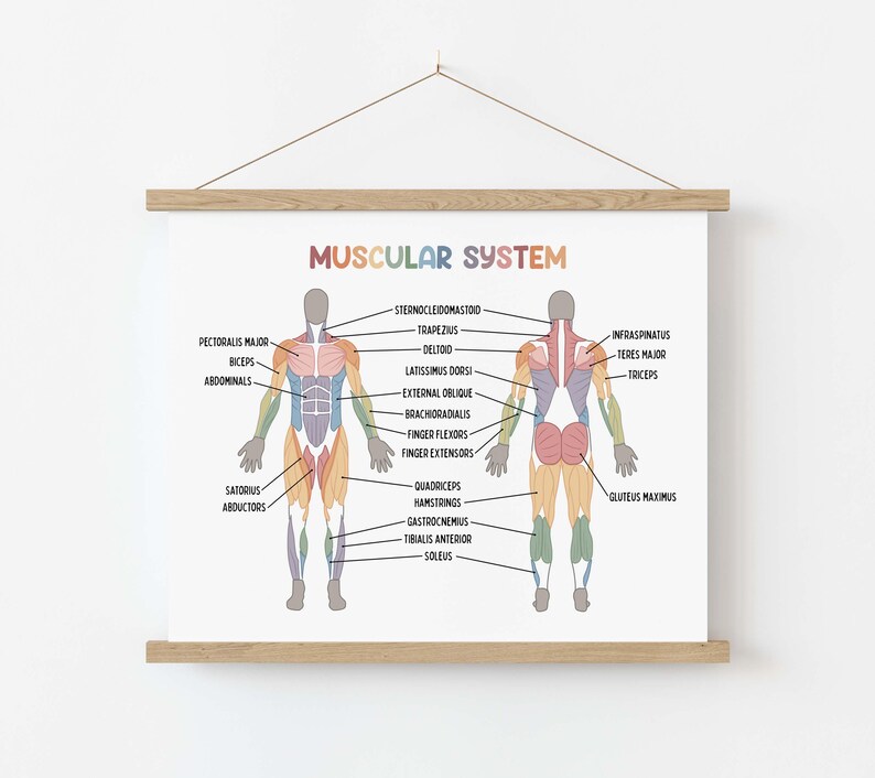 Set de 15 pósteres educativos imprimibles sobre el cuerpo humano (descarga digital). Decoración para la educación en casa: futuro médico. imagen 9