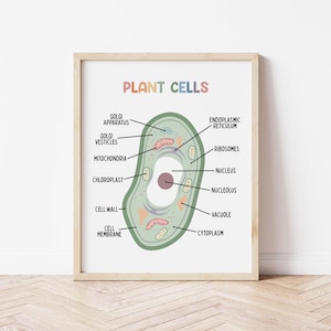 May include: A diagram of a plant cell with labels for each part, including the cell wall, cell membrane, cytoplasm, nucleus, nucleolus, vacuole, chloroplast, mitochondria, Golgi apparatus, Golgi vesicles, endoplasmic reticulum, and ribosomes.