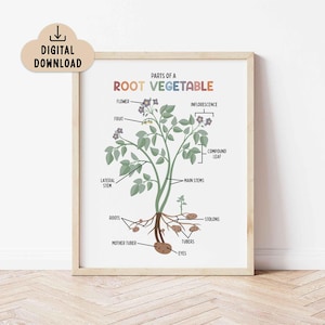 Parts of a Root Vegetable for Kids (Digital Download) Classroom Decor, Botany Educational Wall Art