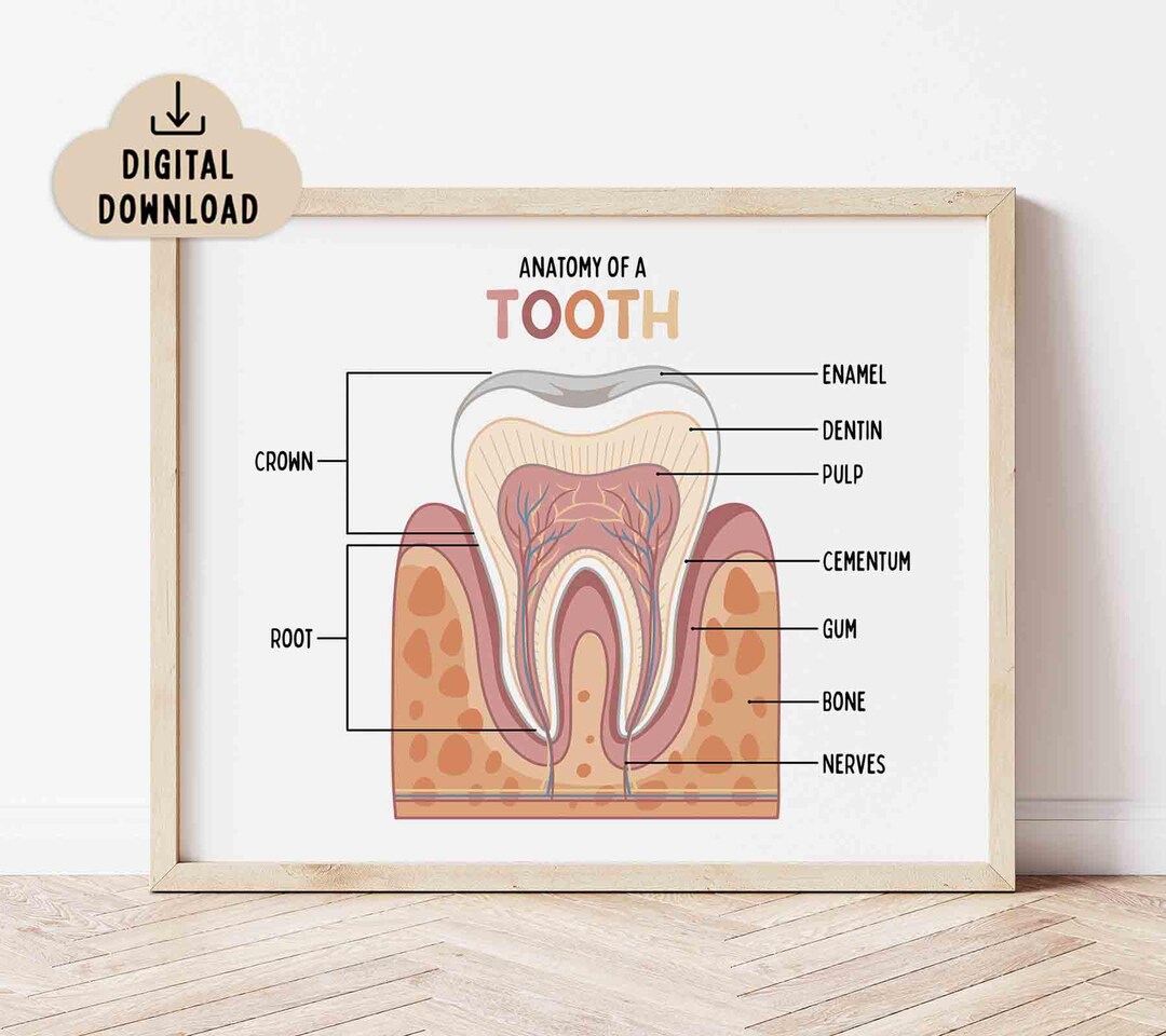 歯の解剖学 子ども向け印刷可能ポスター（デジタルダウンロード