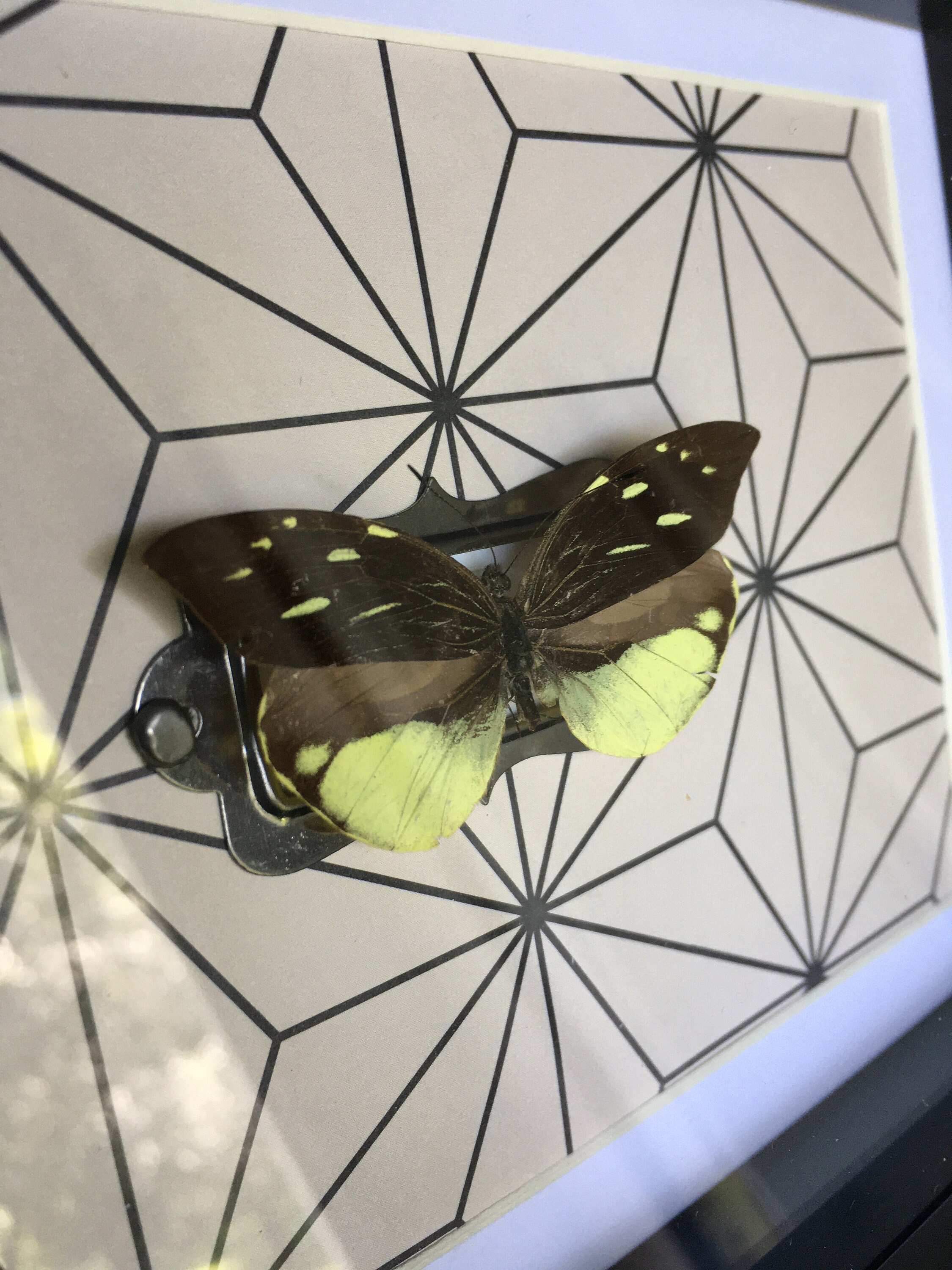 Frosted Mimicwhite Butterfly Etsy