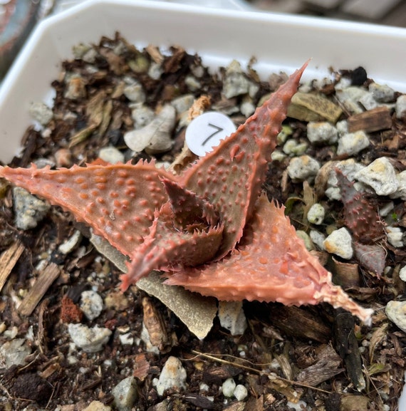 Aloe Seedling | Imported Aloe | TCT Aloe Active - Etsy