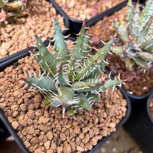 Aloe erinacea