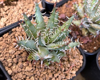 Aloe erinacea