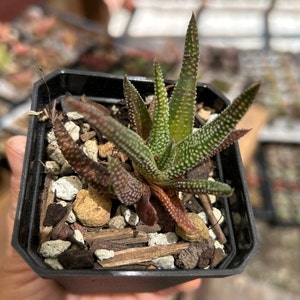 May include: A small green and brown succulent plant with white speckles growing in a black plastic pot. The pot is filled with small brown and white rocks.