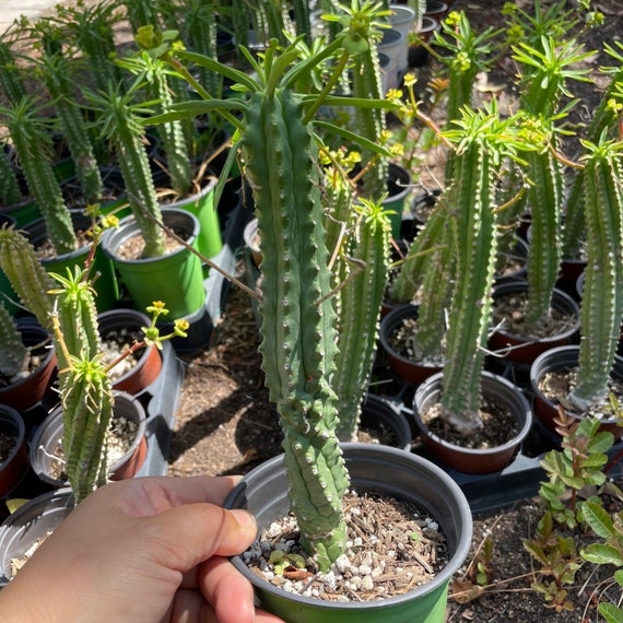 Euphorbia Loricata Etsy