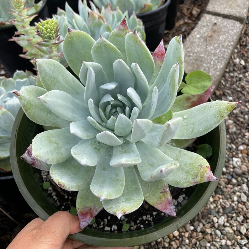 Dudleya Britonii