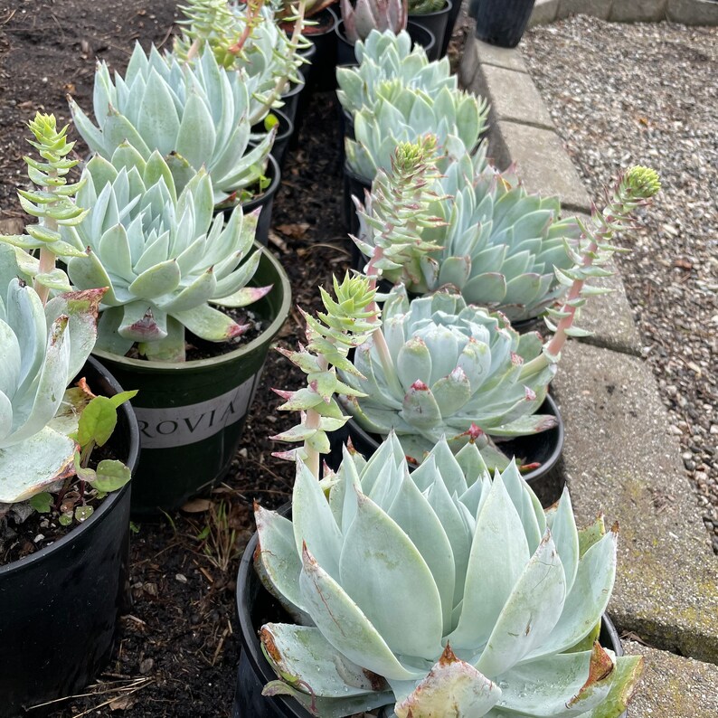 Dudleya Britonii