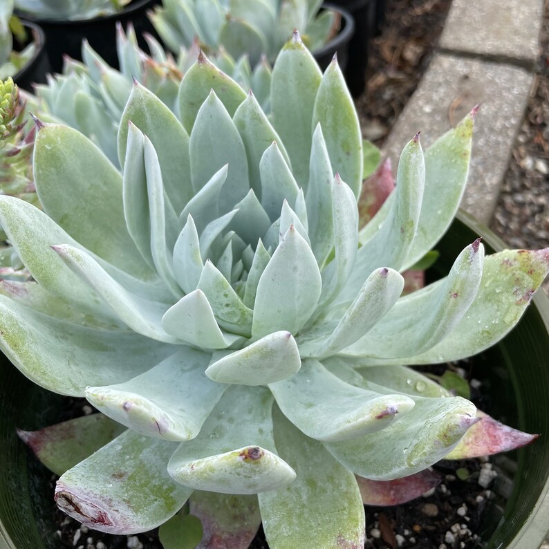 Dudleya Britonii