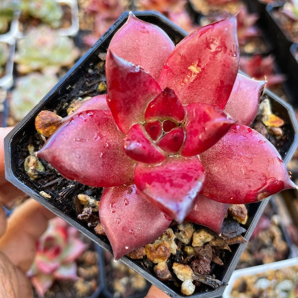 Echeveria agavoides v Romeo Rubin sp |Korea imports