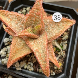 Aloe Tct Hybrid - Etsy