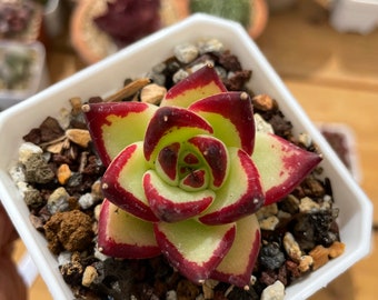 Echeveria agavoides 'Maria'  Korea imports