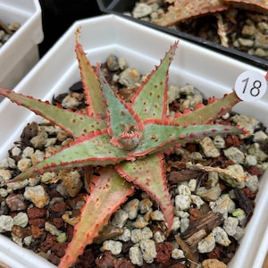 May include: A close-up of a succulent plant with green and red leaves. The plant is in a white pot with small rocks. The number 18 is written on a white circle.