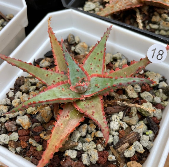 Aloe Seedling | Imported Aloe | TCT Aloe - Etsy