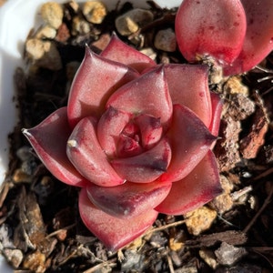 Rare Succulents | Echeveria Agavoides &#39;Romeo&#39; |Korea imports