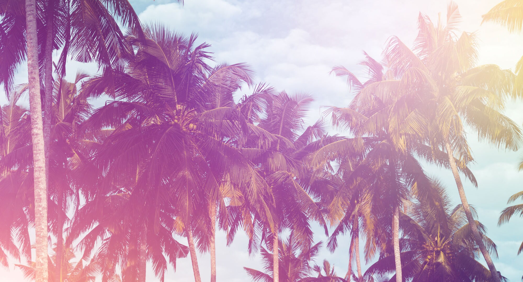 Beach sunset wallpaper palm tree wallpaper pink sky and | Etsy