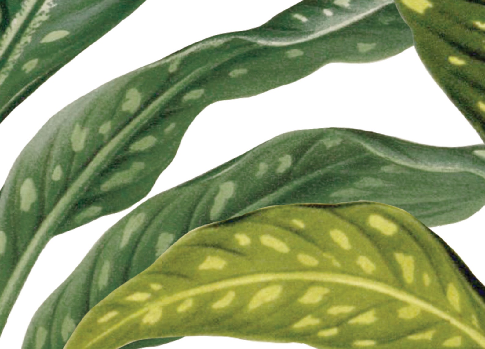 Big Palm Leaves Giant Palm Wallpaper Removable Roof | Etsy