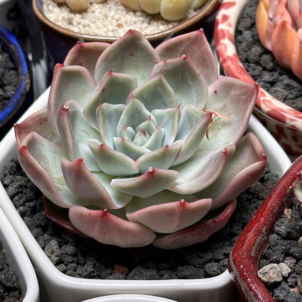 Echeveria 'Red Beryl'