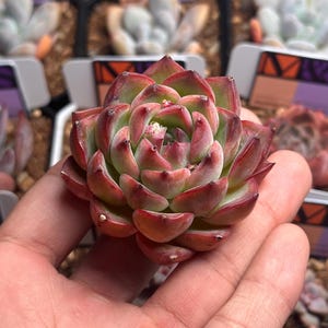 Echeveria 'Morata'