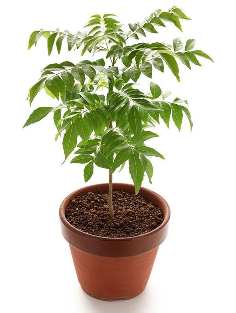 Curry leaf plant Gamthi variety Murraya Koenigii Indian Etsy
