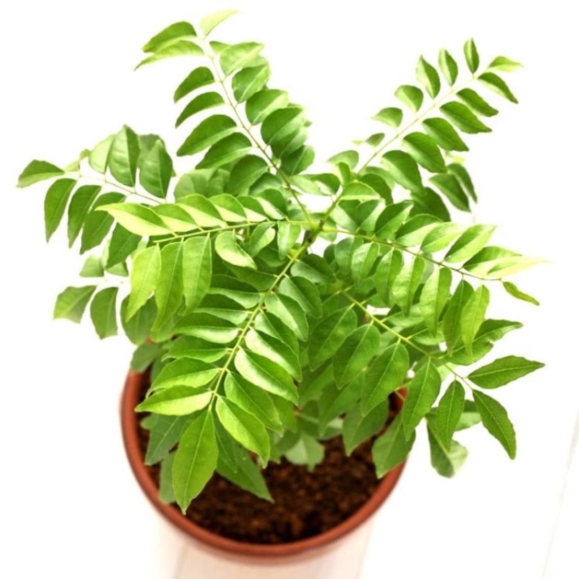 Curry leaf plant Gamthi variety Murraya Koenigii Indian Etsy