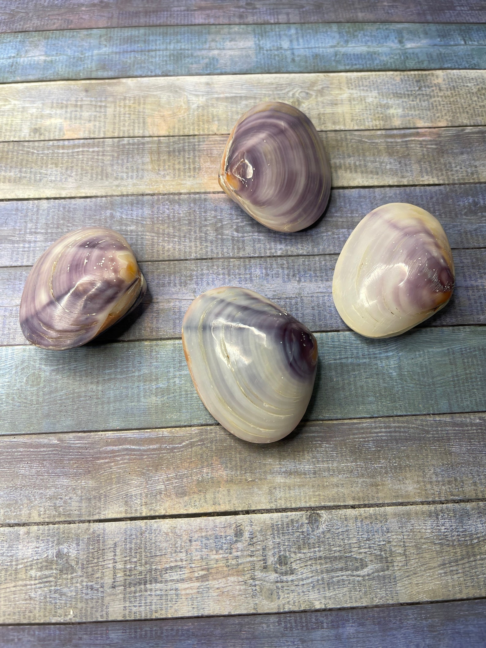 Purple clam polished 1.52 1 shell Seashells for Etsy