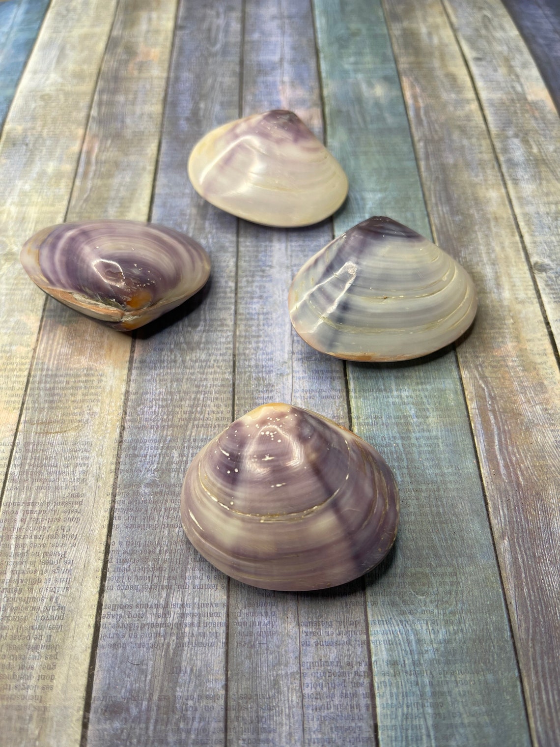 Purple clam polished 1.52 1 shell Seashells for Etsy