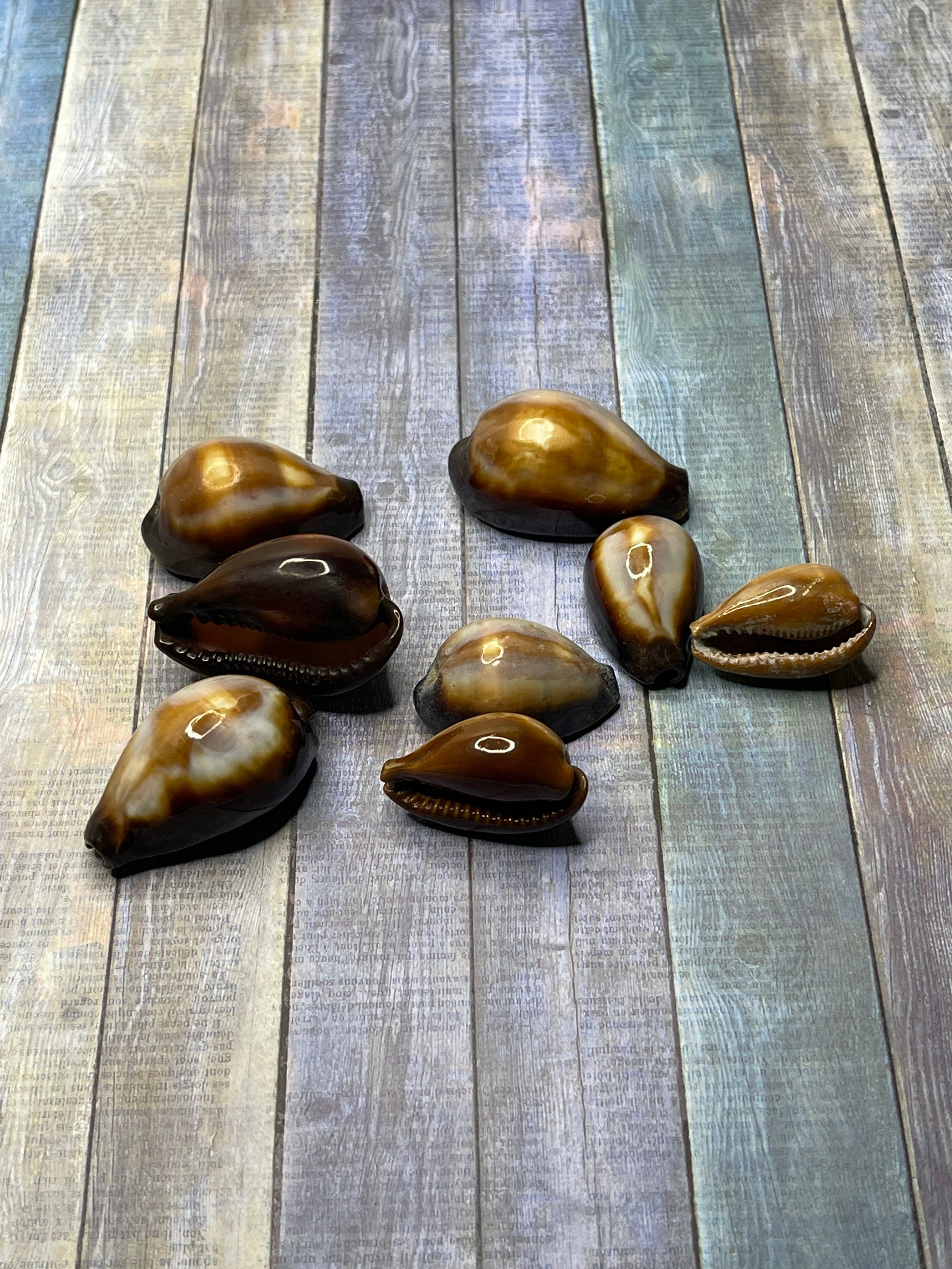 Cypraea Ontx shiny Seashells 2 shells Seashells for Etsy